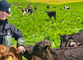 New Zealand, My Life on a Modern Dairy Farm's thumbnail image