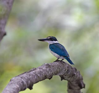 Visit Sungei Buloh, A Wetland Reserve's gallery image