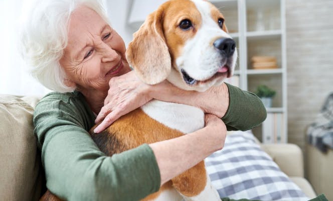 Senior woman holding a very happy Beagle. 