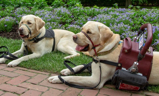 Golden Labradors service dogs relaxing in the park. 