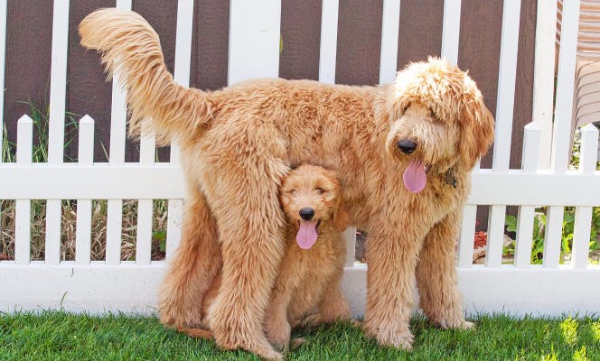 Goldendoodle mom and puppy enjoying the garden