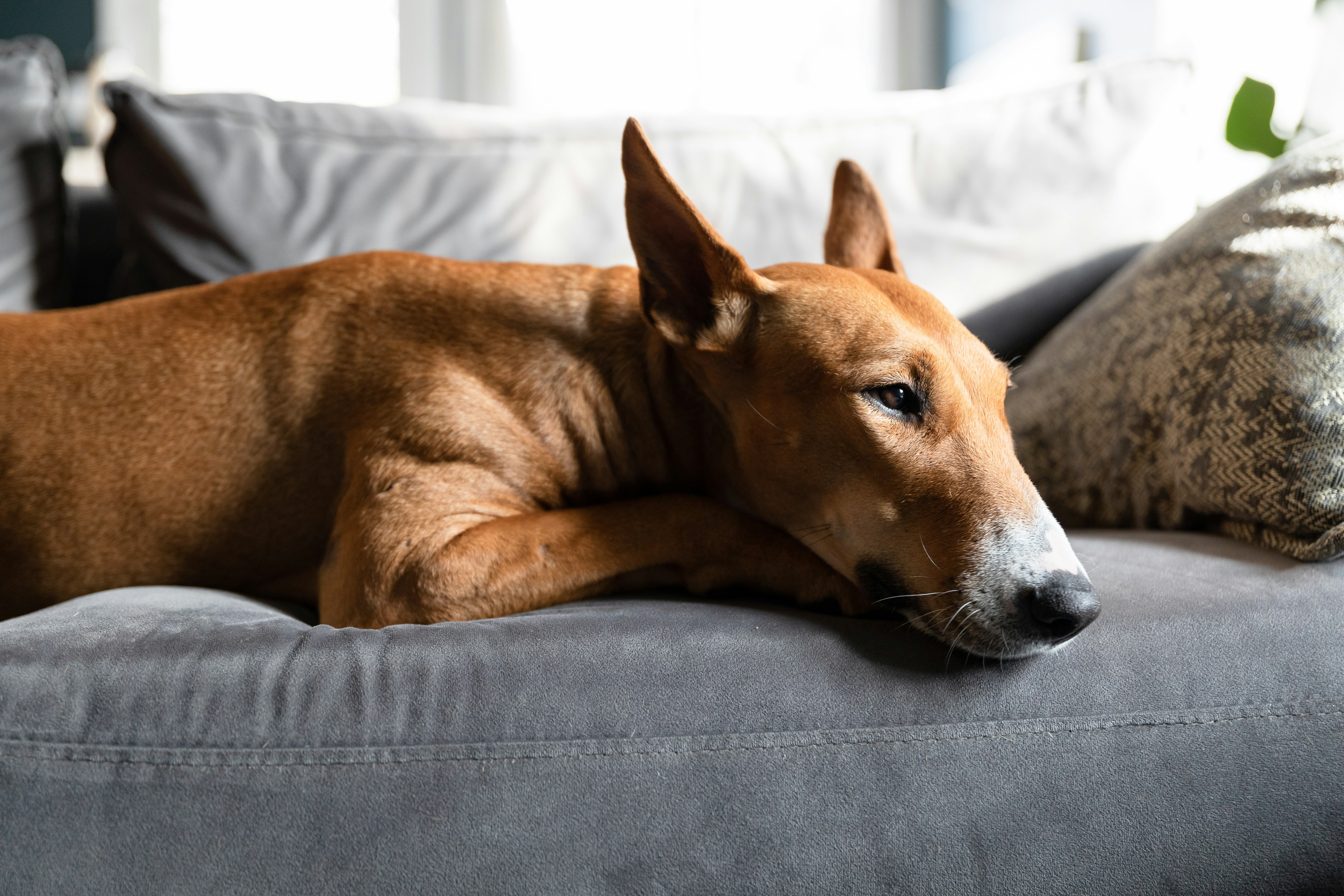 bull terrier laying on the couch