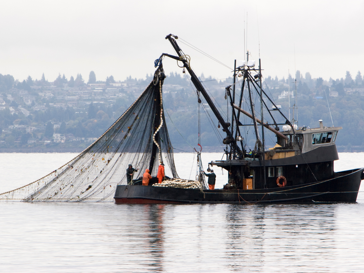 What Is Causing A Fish Shortage In 2024?
