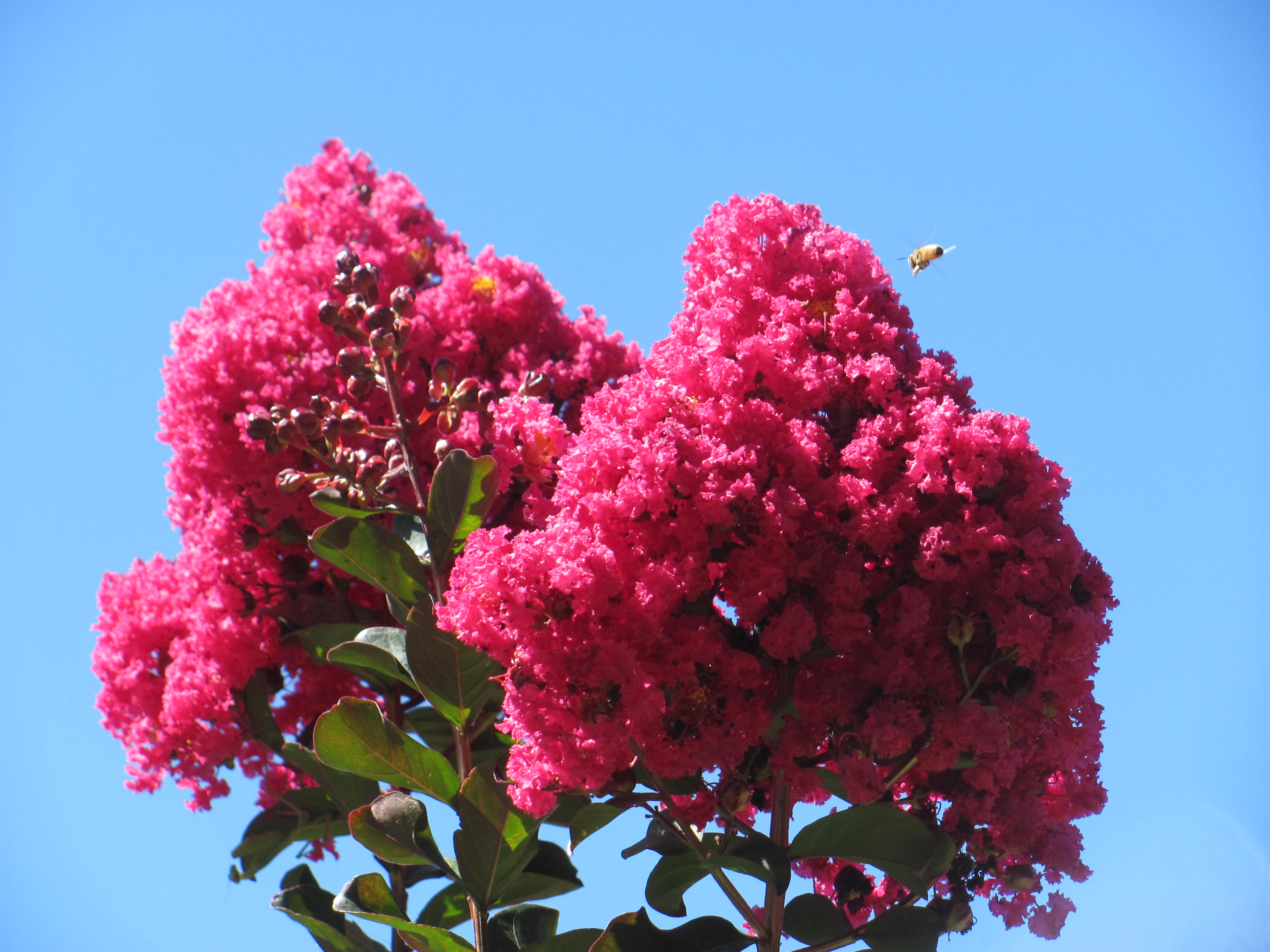 Crape Myrtle