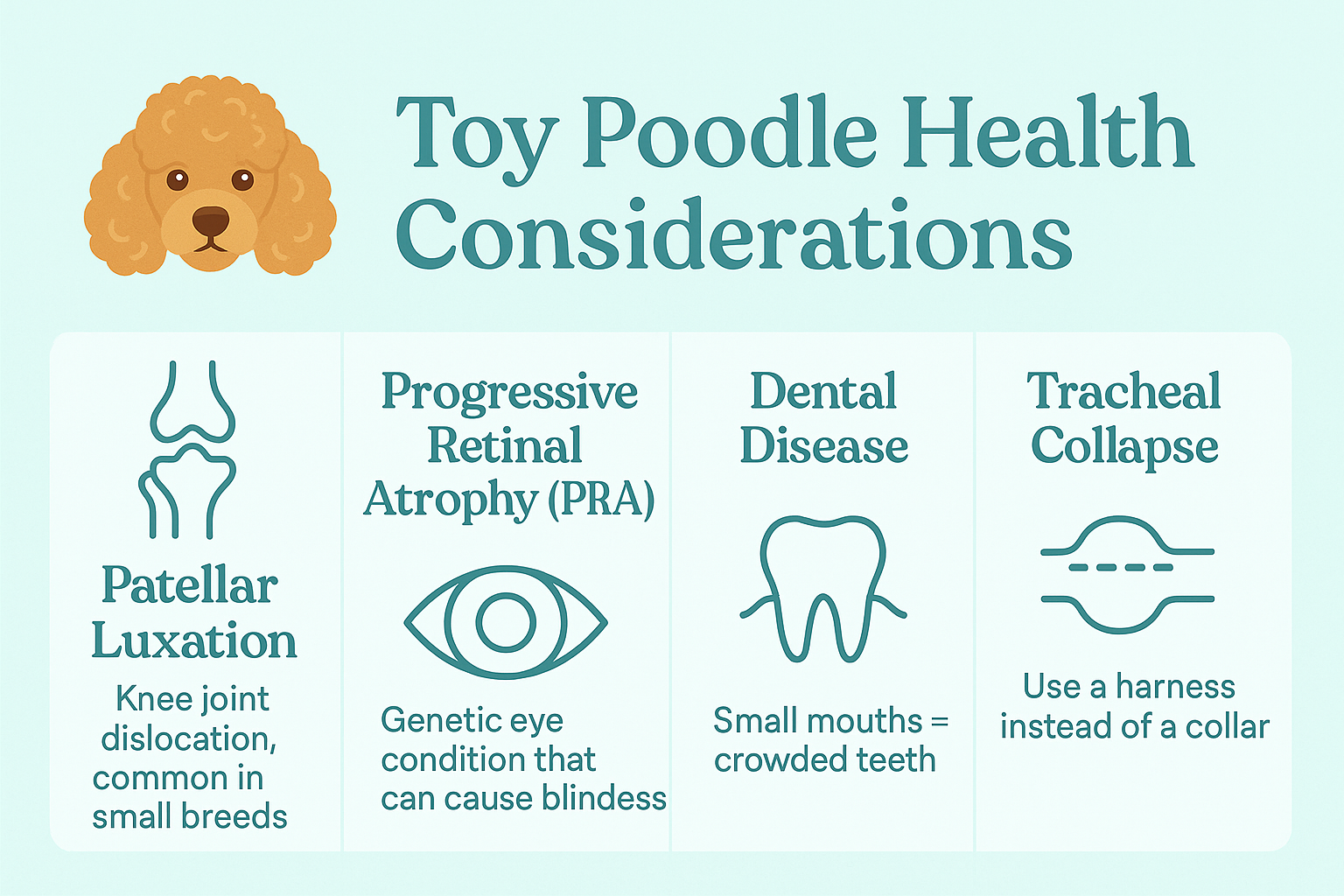 toy-poodle-health-considerations.png