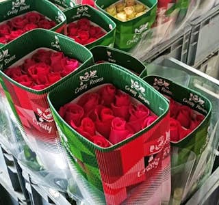 Tabacundo: The Capital of Roses's gallery image