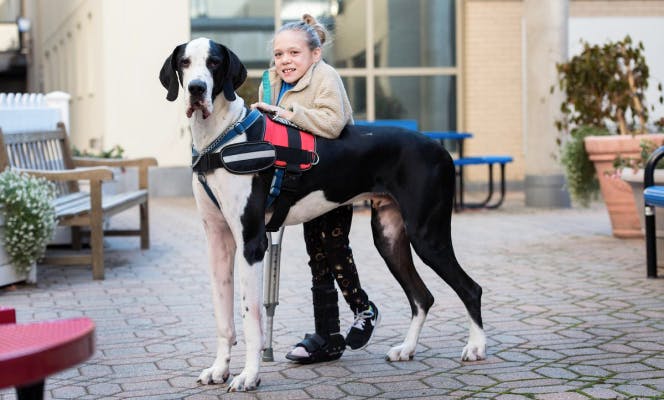 Small girl with clutches getting help standing by her Great Dane service dog. 