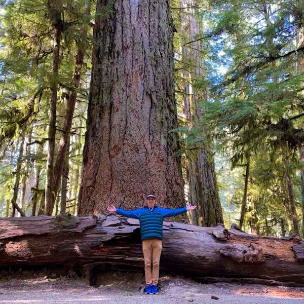 Ancient Forest: Walking Among 800 Year Old Trees's main gallery image