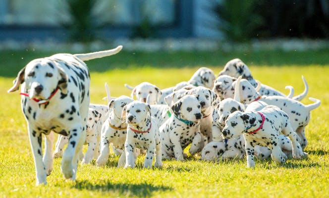 Mother Dalmatian with a huge litter of pups walking in the garden. 