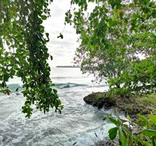 Walking Tour in the Jungle Cahuita National Park's gallery image