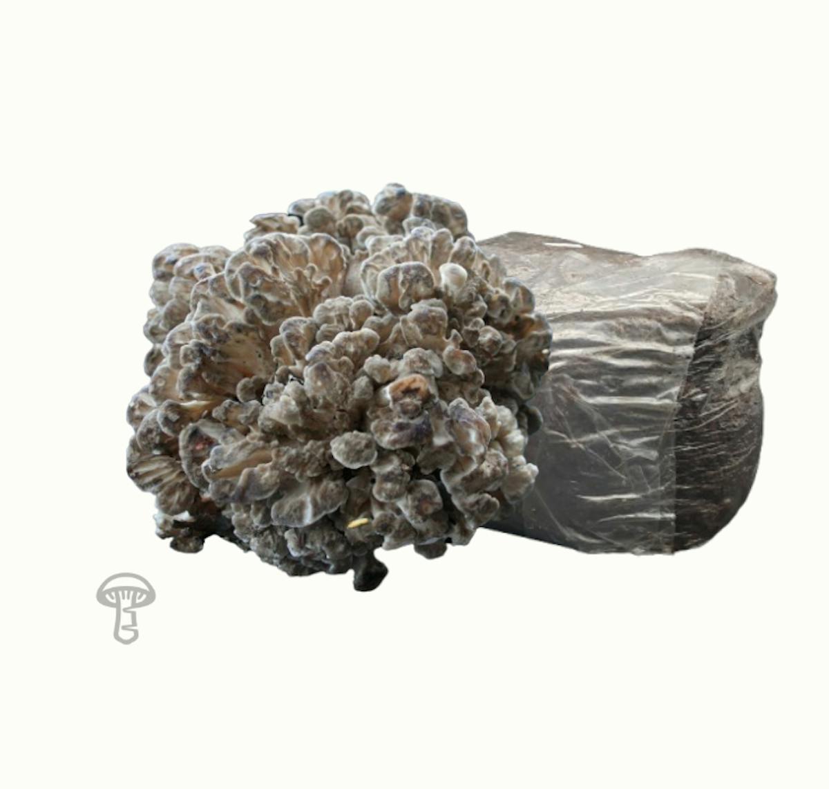 Hen of the Woods Fruiting Block