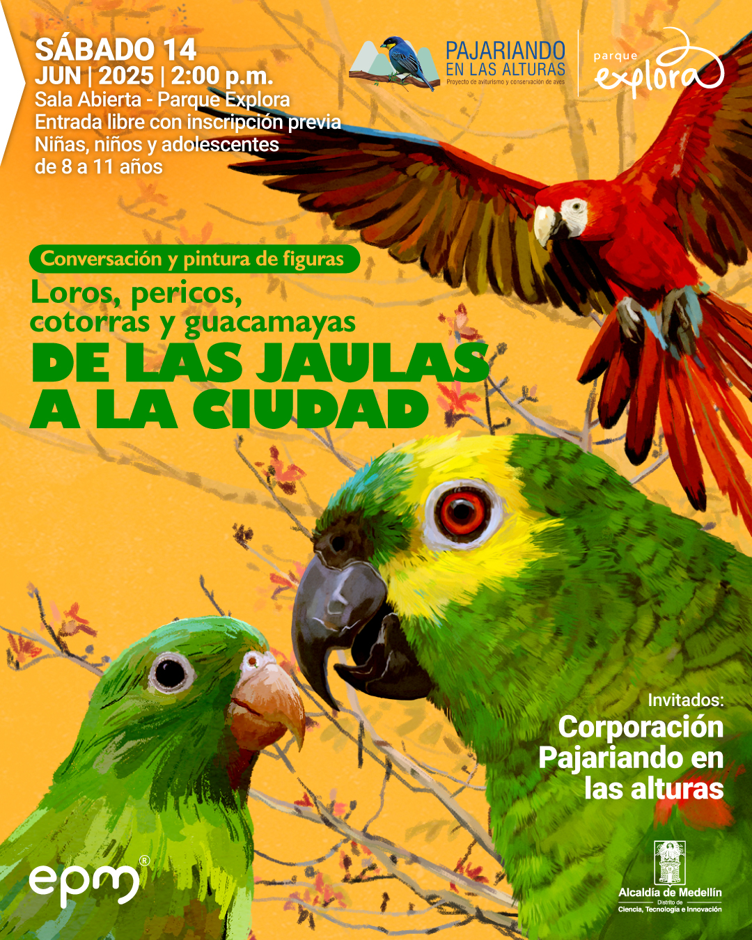 Ilustración. Sobre un fondo amarillo con ramas finas y hojas rojizas, se observan tres aves en primer plano: un loro de cabeza amarilla y pico negro, un perico de plumaje verde claro y una guacamaya roja en vuelo con las alas extendidas. En la parte superior izquierda se lee: "Sábado 14 de junio de 2025 a las 2:00 de la tarde. Sala Abierta - Parque Explora. Entrada libre con inscripción previa. Niñas, niños y adolescentes de 8 a 11 años. Conversación y pintura de figuras. Loros, pericos, cotorras y guacamayas. De las jaulas a la ciudad. Invitados: Corporación Pajariando en las alturas".