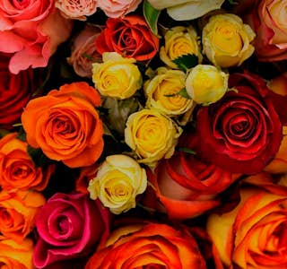 Tabacundo: The Capital of Roses's gallery image