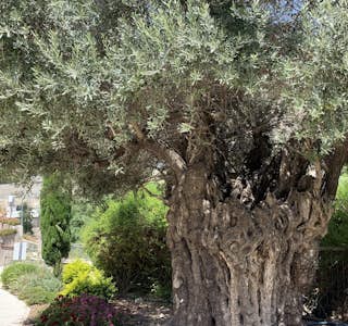 The City of David - Ancient Jerusalem's gallery image