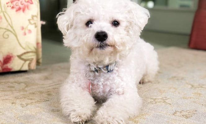 Bichon Frise pup laying on a rug and looking at the camera. 