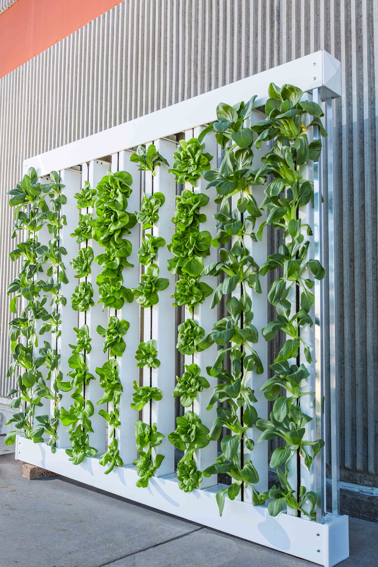 Vertical Growing and Future of the Produce Industry