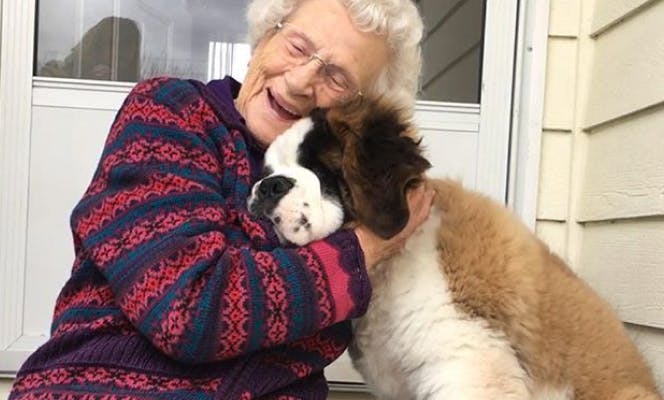 Elderly woman hugging a Saint Bernard puppy. 
