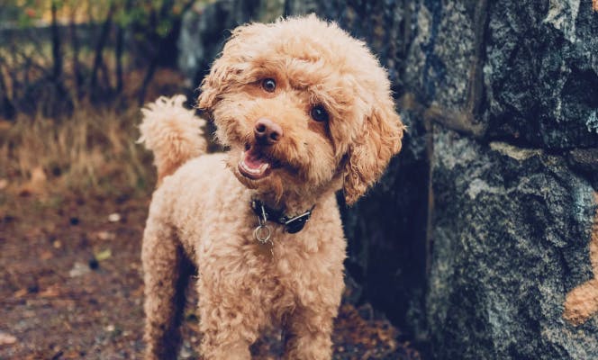 Poodle pup smiling at the camera. 