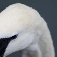 Album cover for The Pursuit