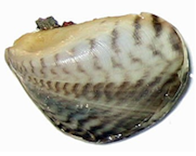 Quagga Mussel
