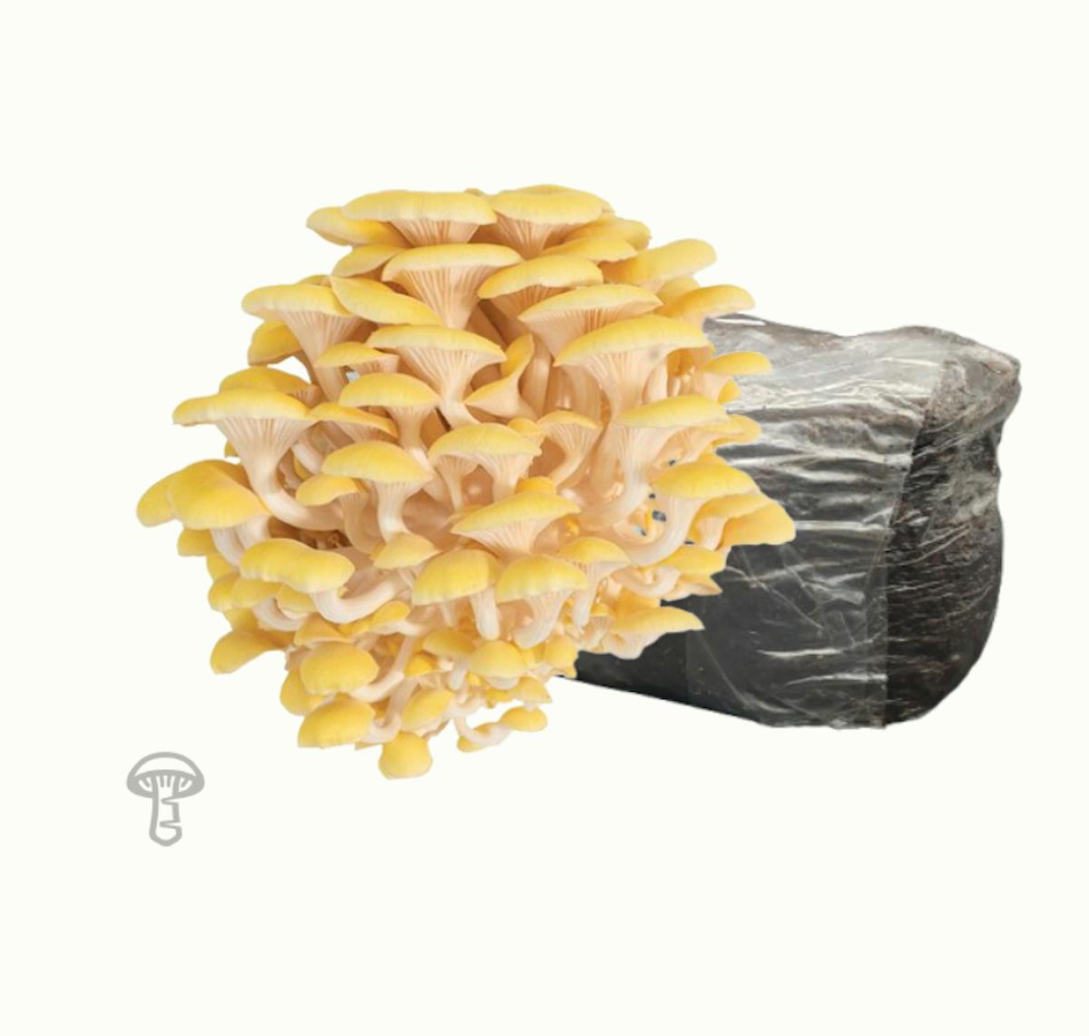Golden Oyster Fruiting Block