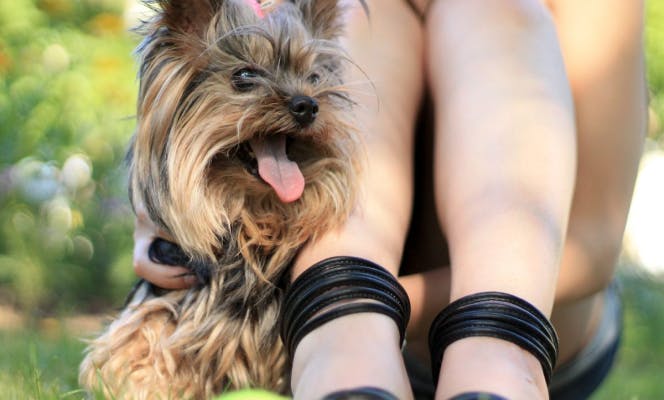 Yorkshire Terrier puppy with her owner enjoying the park