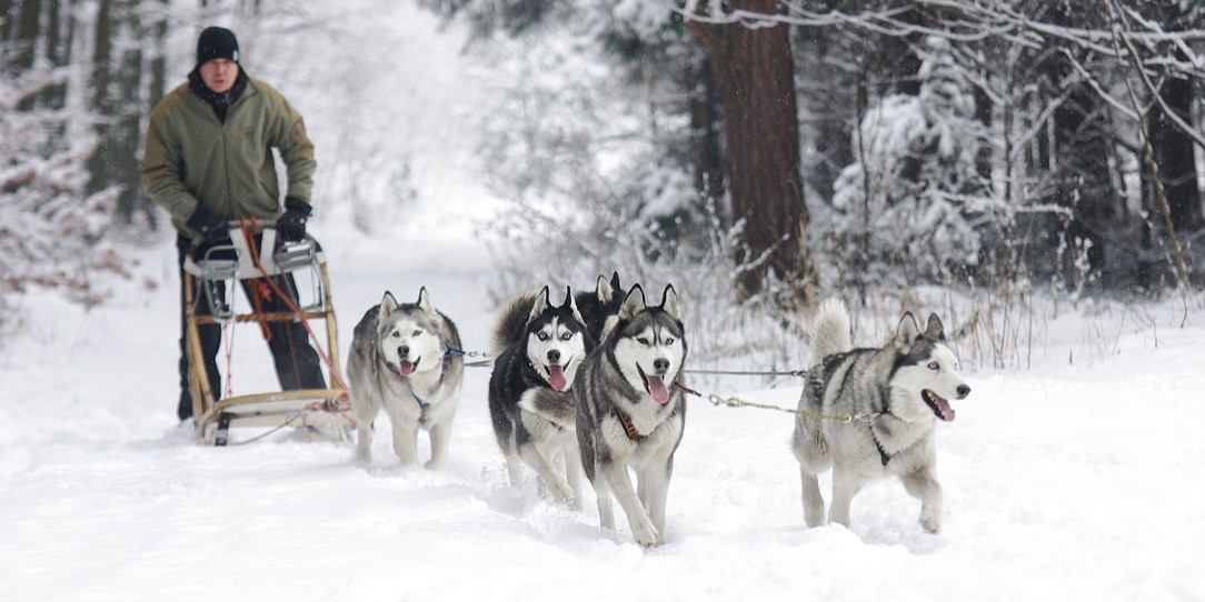 huskies running in snow