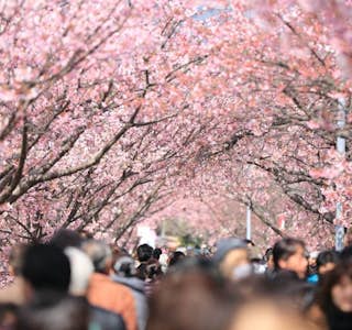 Cherry Blossom Season "Hanami" Online Experience's gallery image
