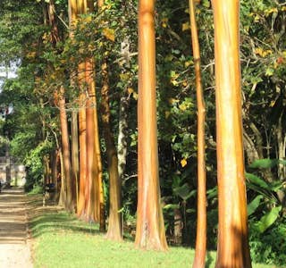 Rio de Janeiro Botanical Garden's gallery image