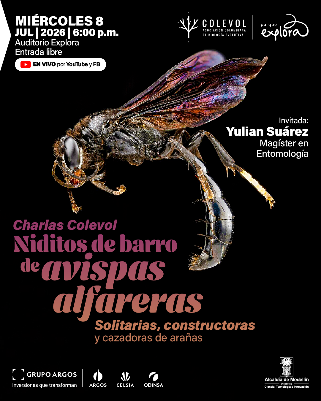 Fotografía sobre fondo negro de una avispa en gran detalle, vista de perfil, con alas iridiscentes extendidas y abdomen curvado. En la parte superior izquierda: «Miércoles ocho de julio de dos mil veintiséis, seis de la tarde. Auditorio Explora. Entrada libre». Debajo: «En vivo por YouTube y Facebook». En la parte superior central: «Colevol asociación colombiana de biología evolutiva». En la parte superior derecha: «Parque Explora». A la derecha: «Invitada: Yulian Suárez. Magíster en entomología». En la parte inferior izquierda: «Charlas Colevol». Debajo: «Niditos de barro de avispas alfareras». Más abajo: «Solitarias, constructoras y cazadoras de arañas». En la parte inferior: «Grupo Argos. Inversiones que transforman. Argos. Celsia. Odinsa».