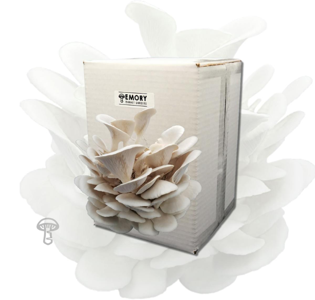Pearl Oyster Mushroom Grow Kit