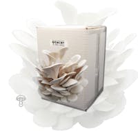Emory Market Gardens Pearl Oyster mushroom grow kit