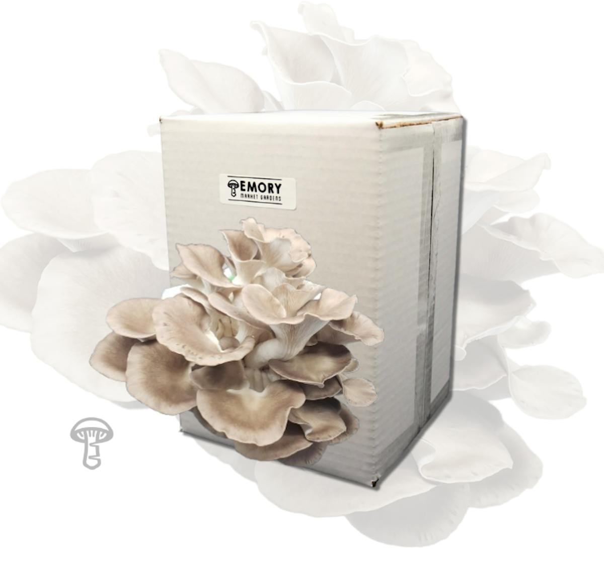 True Italian Oyster Mushroom Grow Kit