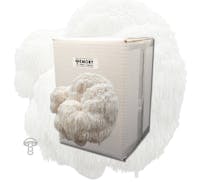Emory Market Gardens Lion's Mane mushroom grow kit