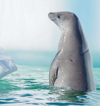 Wildlife Explorer (Ocean Endeavour) - 11 Days