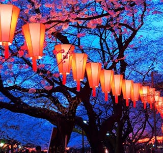 Cherry Blossom Season "Hanami" Online Experience's gallery image
