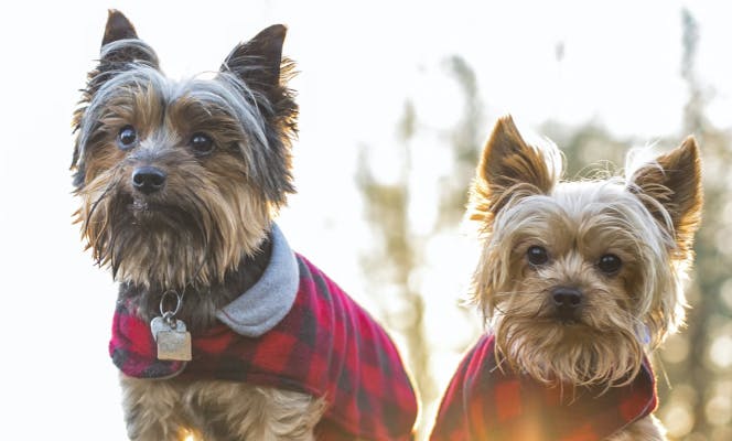 Two Yorkshire Terrier's with coats on. 