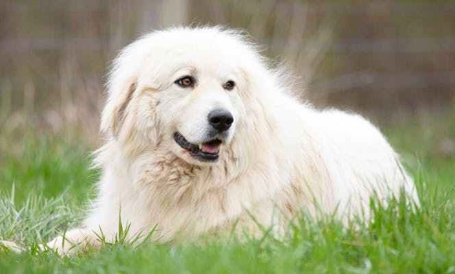 Great Pyrenees dog laying on the grass. 