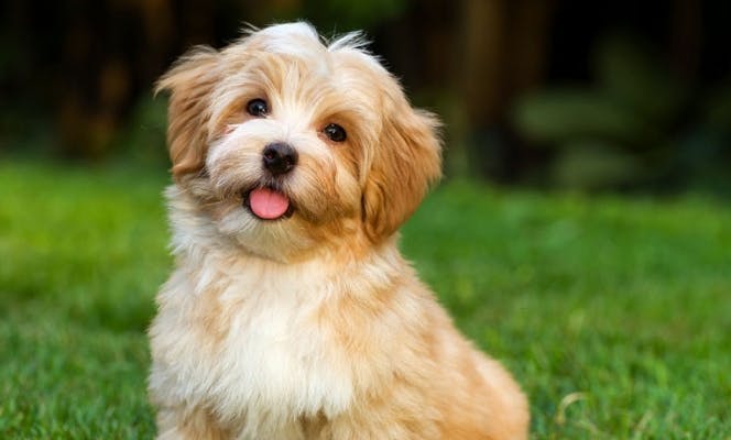 Small Havanese pup with its tongue out. 