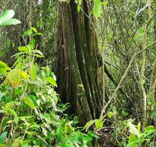 Walking Tour in the Jungle Cahuita National Park's gallery image