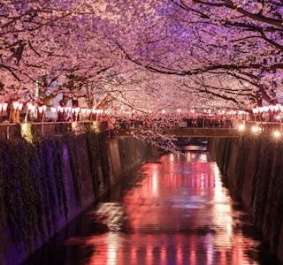 Cherry Blossom Season "Hanami" Online Experience's gallery image