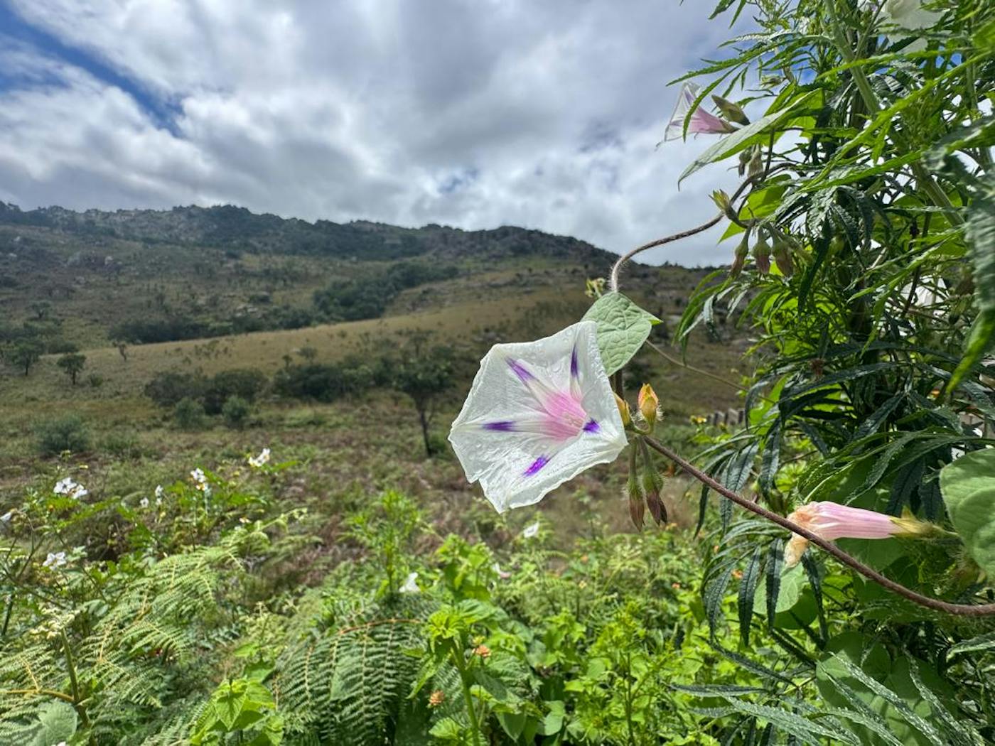 Eswatini’s Vanishing Flora: More Native Plants Join the IUCN Red List