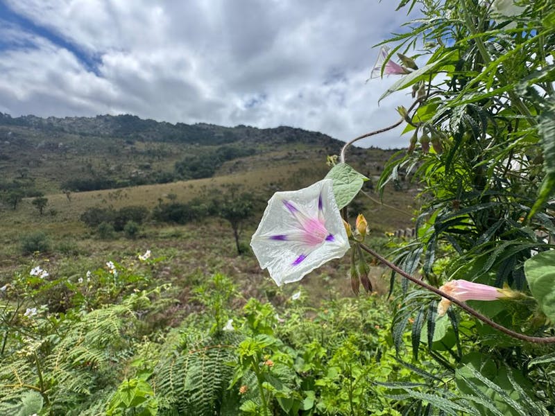 Eswatini’s Vanishing Flora: More Native Plants Join the IUCN Red List
