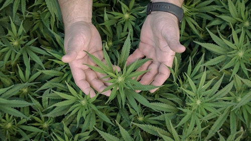 best dispensary two hands cradling a cannabis plant
