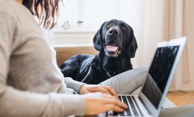 Black Lab smiling as its mom browses online for ethical places to buy a puppy. 