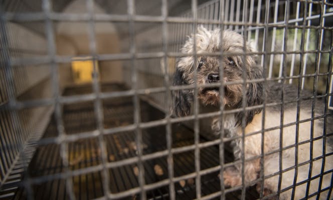 Neglected puppy in a dark and damp cage looking sad