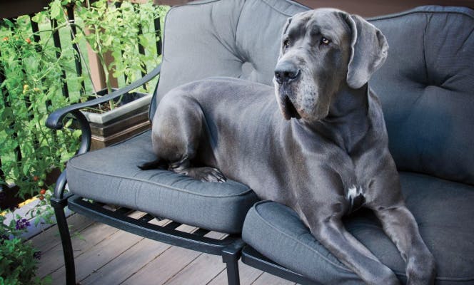 Chill Great Dane laying on the patio. 