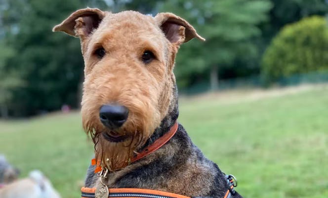 An Airedale Terrier dog staring at the camera. 