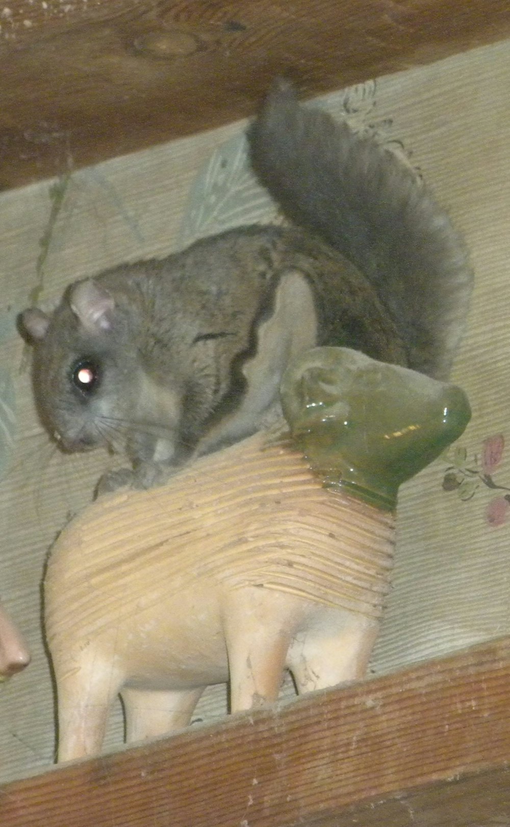 Flying-squirrel-and-chia-pet-2015.JPG