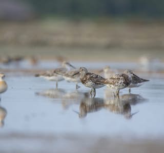 Visit Sungei Buloh, A Wetland Reserve's gallery image